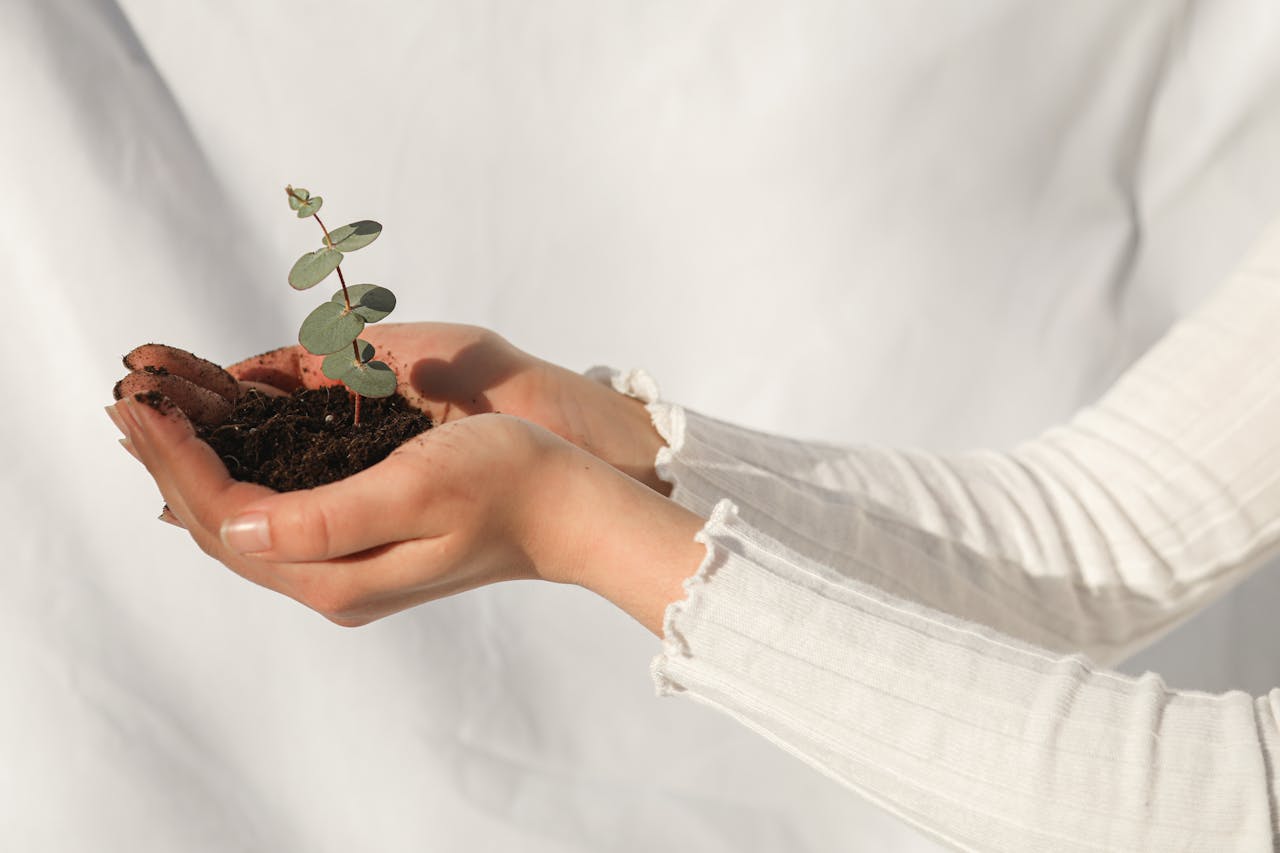 Close-up of hands holding a small plant with soil on a white background, signifying growth and sustainability.